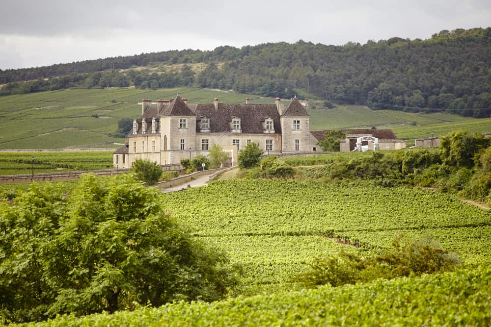 Vineyard in the Côte-d'Or in Burgundy, France.