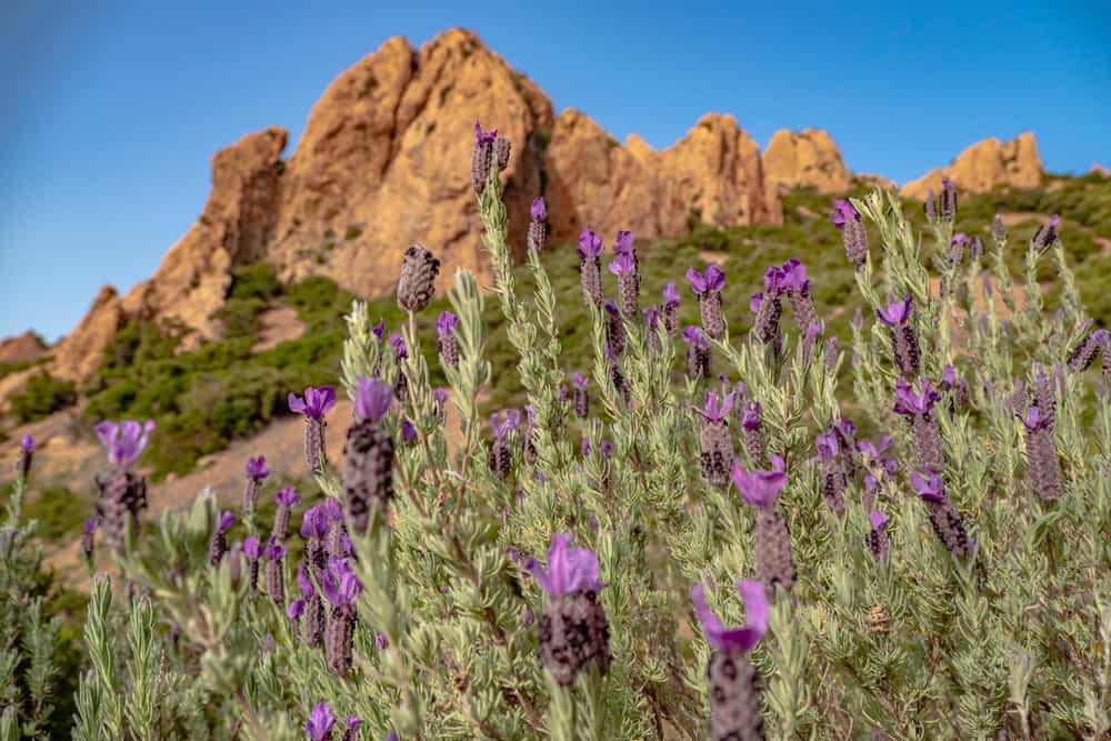 Close up of flowers with Massif de L'Esterel in the background.