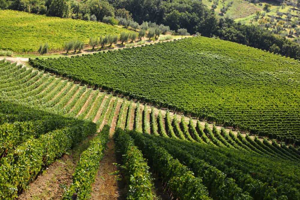 Vineyard in Tuscany - near Florence.
