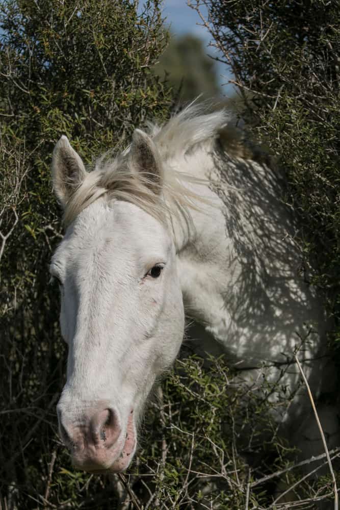 Wild horse in the Camargue, France. White horse trying to penetrate some bushes.