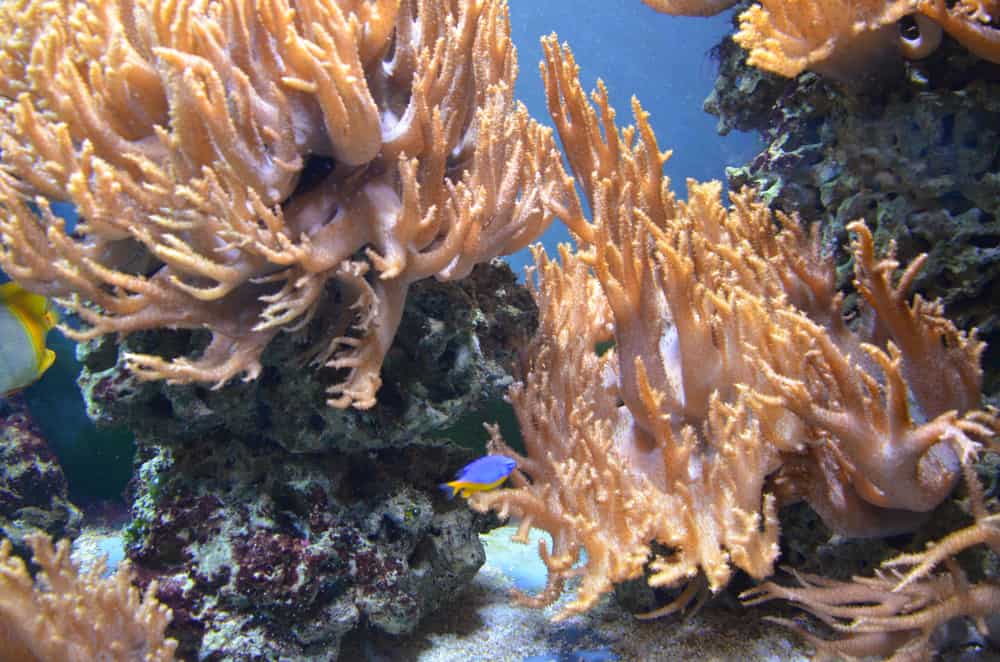 Corals up close in Aquarium Berlin.