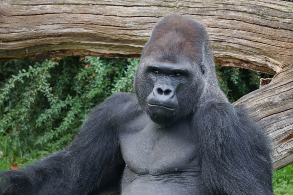 A gorilla at Zoo Berlin, Germany.