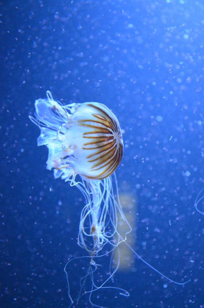 Beautiful illuminated jellyfish in Aquarium Berlin.