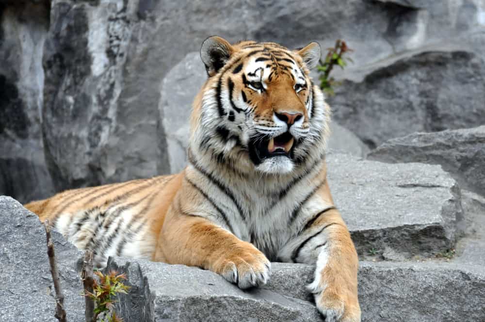 Tiger in Berlin Zoo, Germany.