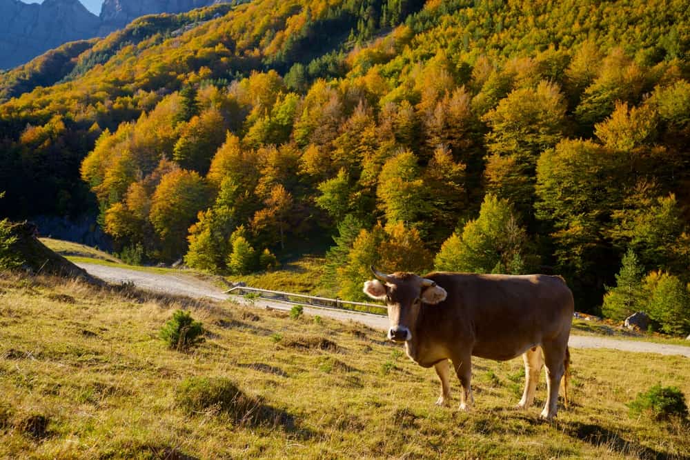 Cow grazing in a forest in Valle de Ansó in Spain.