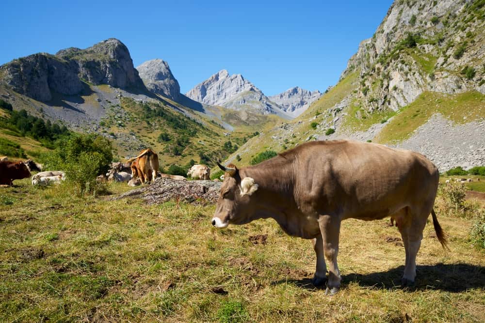 Herd of cows grazing in the mountains of Valle de Hecho, Spain.