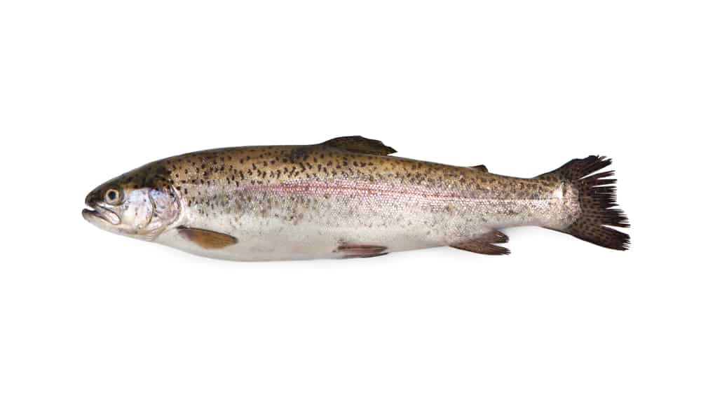 Rainbow trout on a white background.