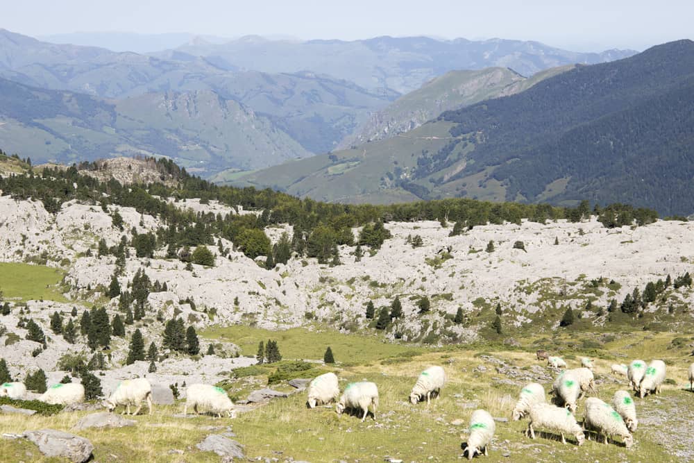Sheep grazing in a stunning mountain landscape in Valle de Roncal in Spain.